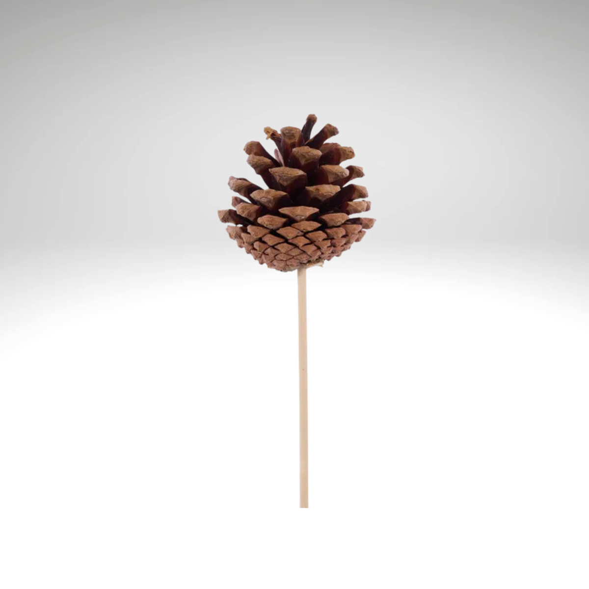 Natural Pinecone Pick 1.75"-2.75" with 7" Wooden Stem-XD133918 Craig Bachman