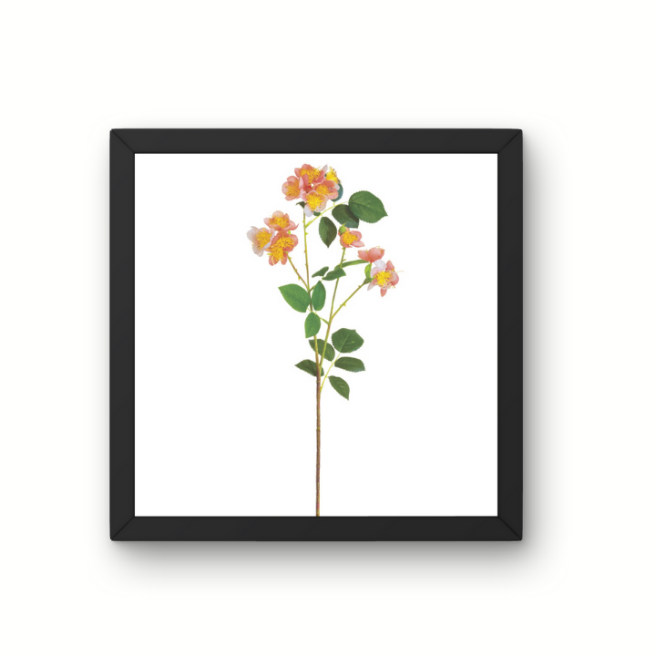 26" Wild Cottage Garden Rose Spray | Coral Faux Floral Stem