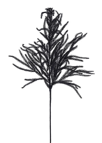 36" Black Norfolk Pine Spray-XV772702 Craig Bachman