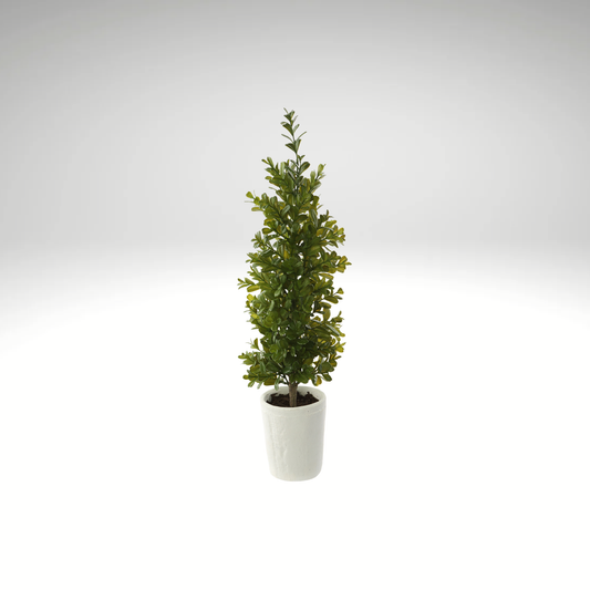 Boxwood Cone Topiary in Clay Pot-LPB811-GR
