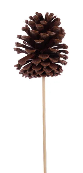 Natural Pinecone Pick 10 Inch Stem for Crafts-XD135418 Craig Bachman