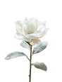 29" Snowy Artificial Magnolia Stem by TCT Crafts - Winter Floral Decor-White Christmas Magnolia Flower-83335WT Liberty Floral