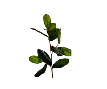 Load image into Gallery viewer, Timeless Elegance: Artificial Magnolia Leaf Stem/Spray in Green (NF2005)