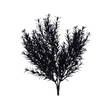 Black Glitter Rosemary Bush 13" | Holiday Floral Pick for Glam Decor-XX970402 Craig Bachman