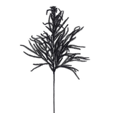 36" Black Norfolk Pine Spray-XV772702 Craig Bachman
