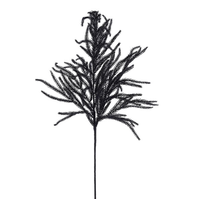 36" Black Norfolk Pine Spray-XV772702 Craig Bachman