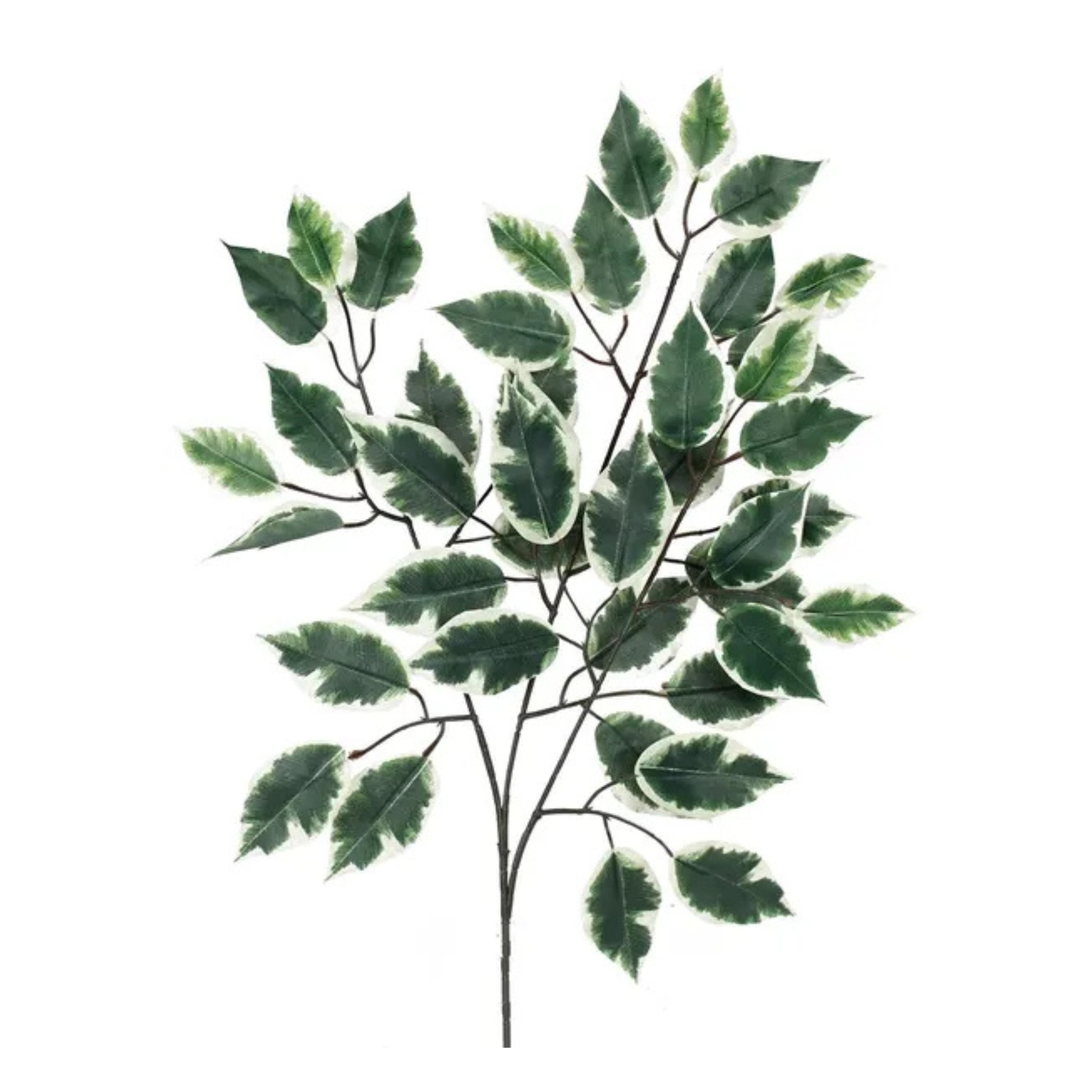 Artificial Green/White Ficus Spray 23 Inch – Faux Greenery Stem for Wreaths & Arrangements-FG505431 Craig Bachman