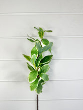 Load image into Gallery viewer, TCT Crafts 29-Inch Artificial Ficus Leaf Branch - Craft and Home Decor Supply - Artificial Greenery for Arrangements-FL5882-GW