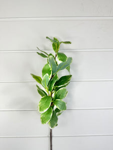 TCT Crafts 29-Inch Artificial Ficus Leaf Branch - Craft and Home Decor Supply - Artificial Greenery for Arrangements-FL5882-GW