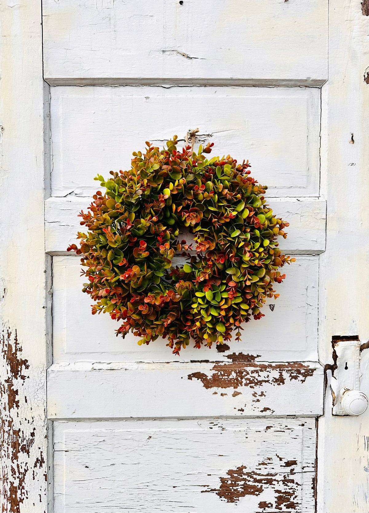 Fall Color Boxwood Small Fall Boxwood Wreath | 15