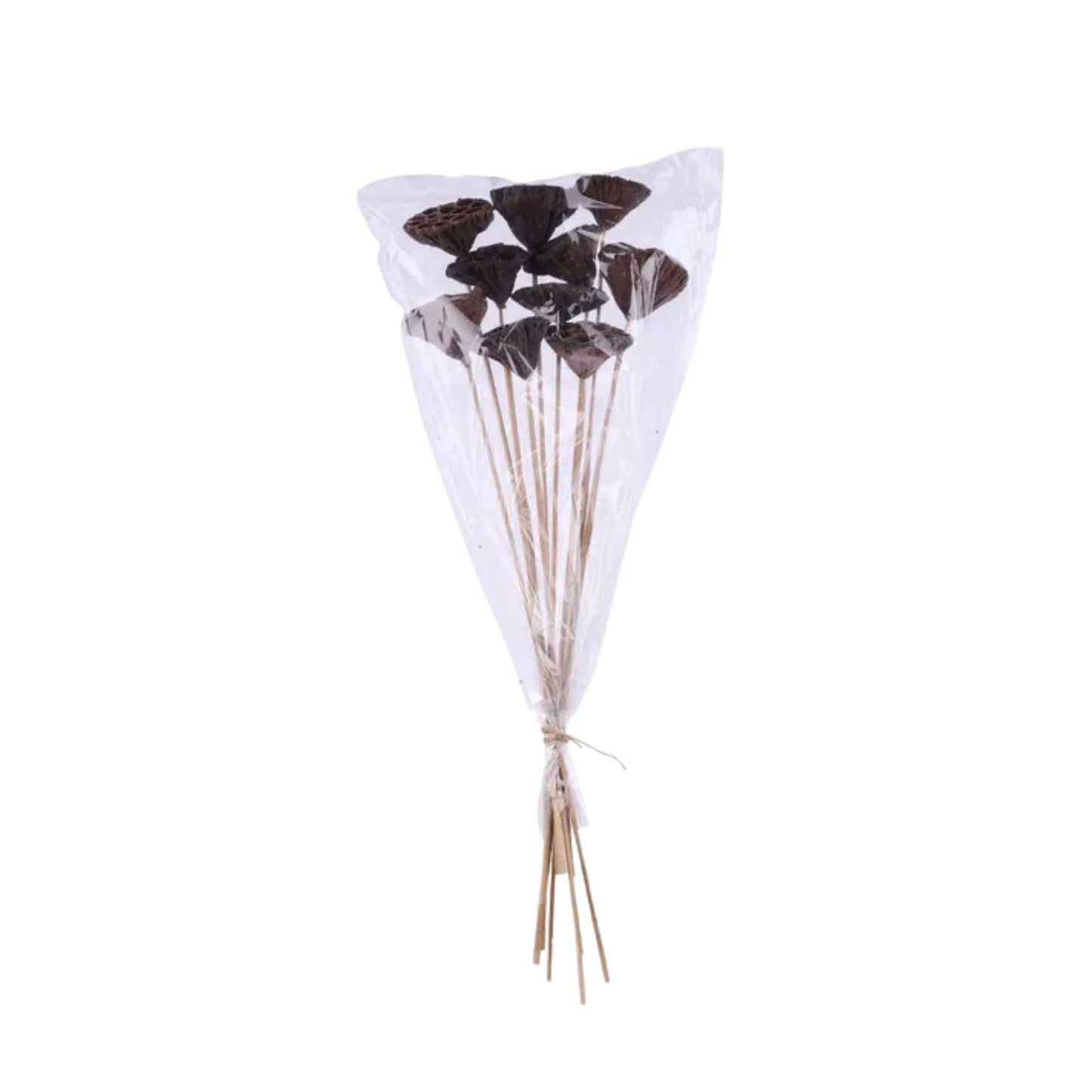 Natural Lotus Pod Stem Bundle 23.5 Inch Set of 10-TT3177 Craig Bachman