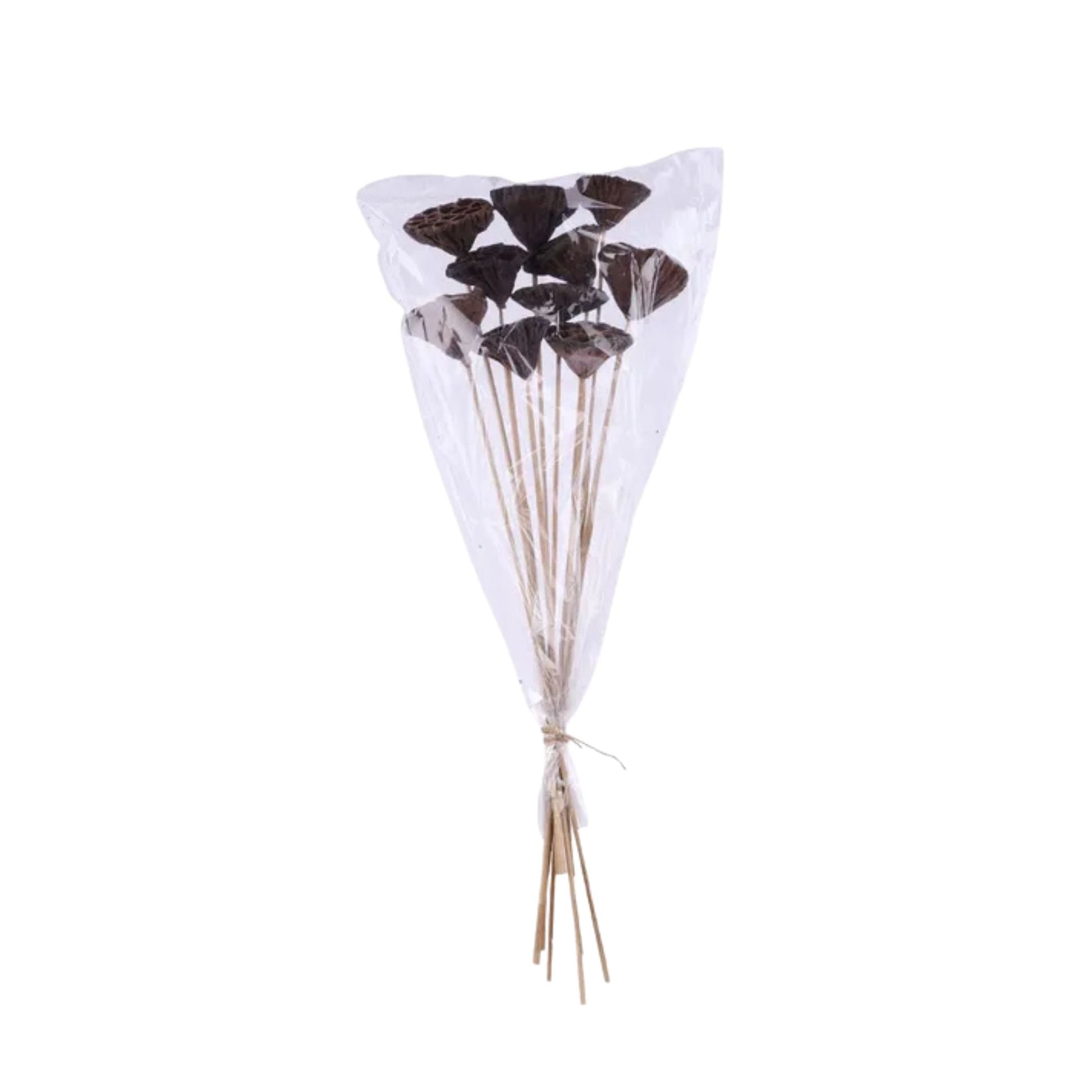 Natural Lotus Pod Stem Bundle 23.5 Inch Set of 10-TT3177 Craig Bachman