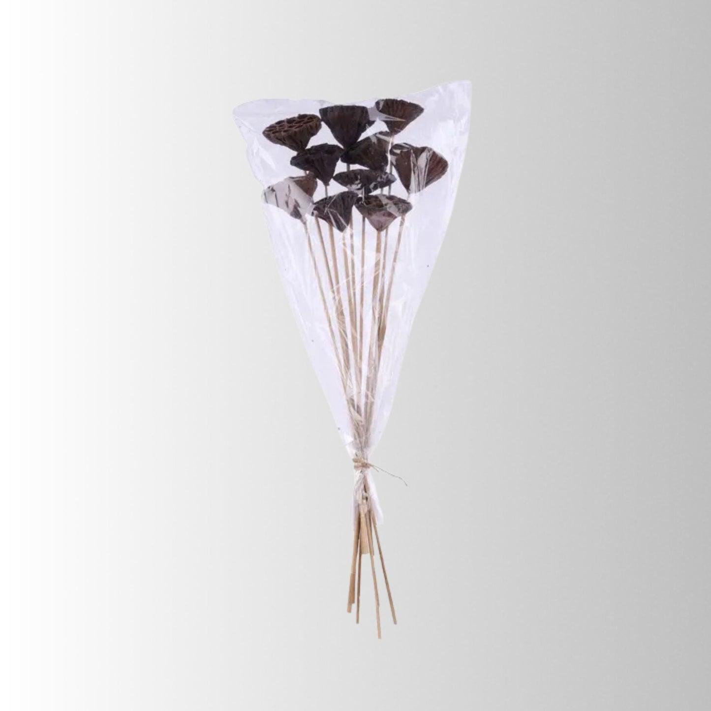 Natural Lotus Pod Stem Bundle 23.5 Inch Set of 10-TT3177 Craig Bachman