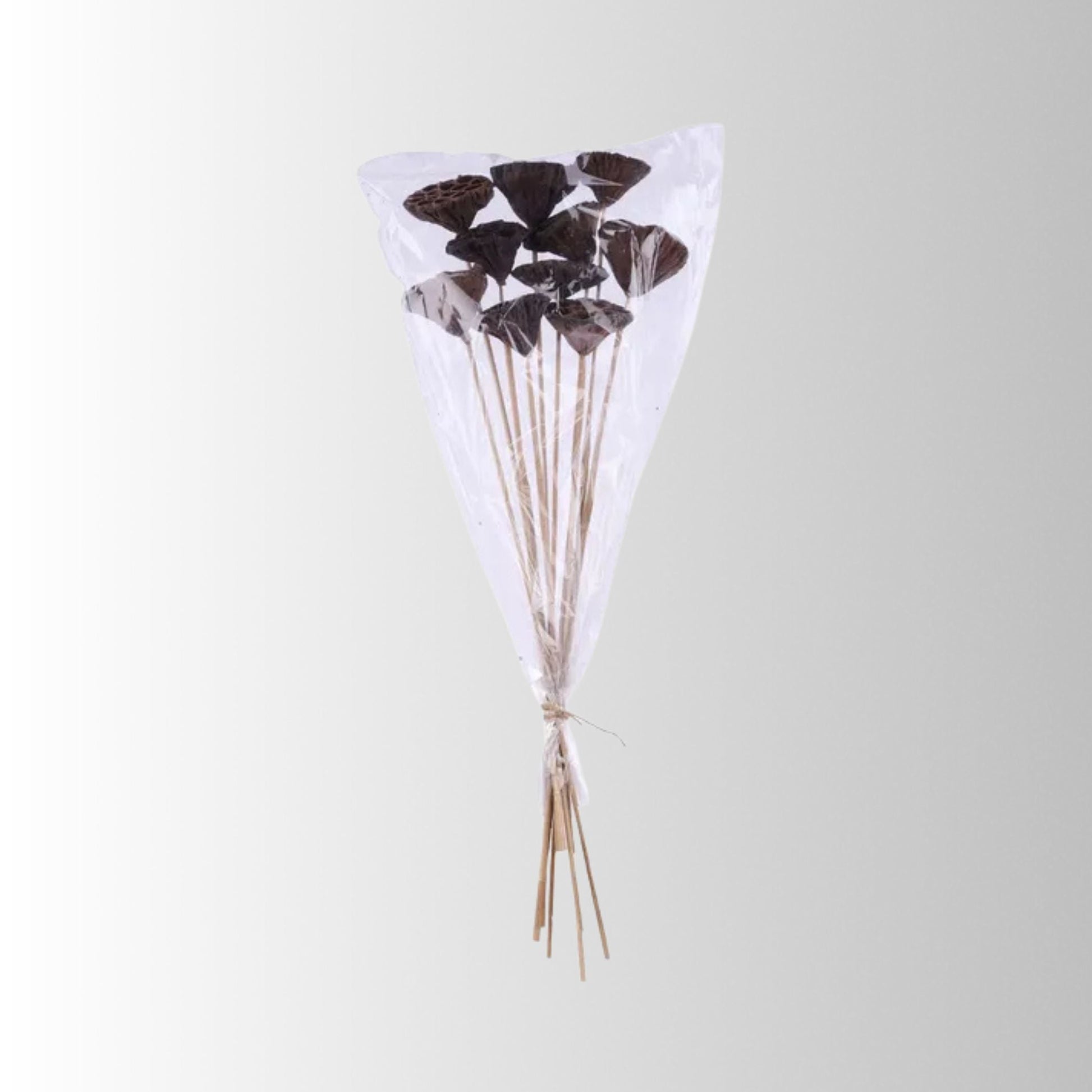 Natural Lotus Pod Stem Bundle 23.5 Inch Set of 10-TT3177 Craig Bachman