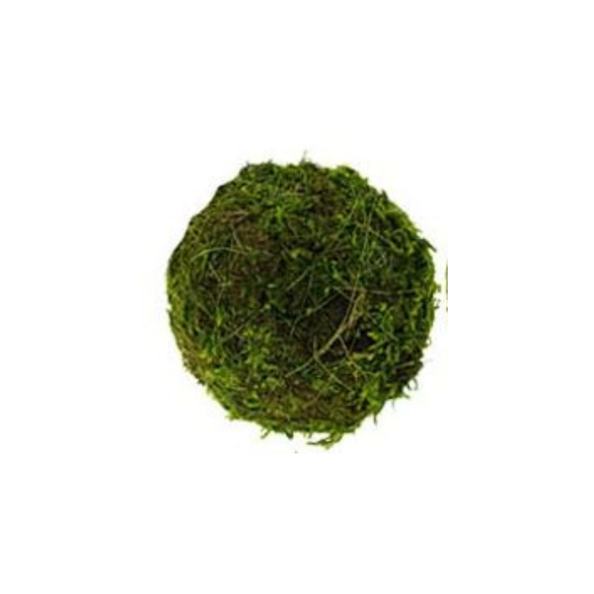 Natural Beauty: 4-Inch Moss Ball Decorative Bowl Filler Sims Pottery