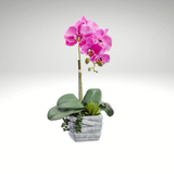 Pink Phalaenopsis Orchid Arrangement-LFO004-OC