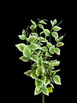 Artificial Variegated Vinca Bush — 21 Inch Everyday Greenery Supply-13461VAGN