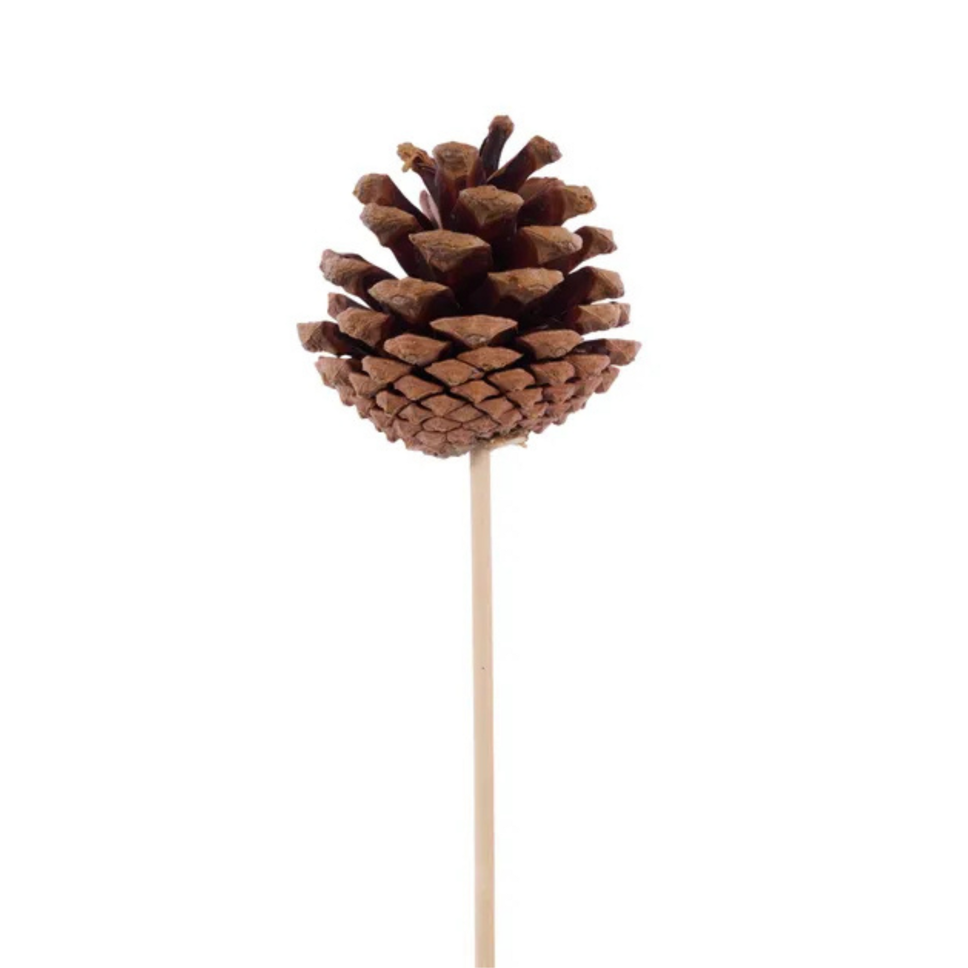 Natural Pinecone Pick 1.75"-2.75" with 7" Wooden Stem-XD133918 Craig Bachman