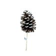 Large Natural Pinecone Pick 3.75"-4.5" with 7" Wooden Stem-XD135027 Craig Bachman