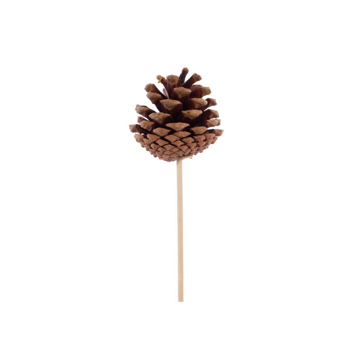 Natural Pinecone Pick 1.75"-2.75" with 7" Wooden Stem-XD133918 Craig Bachman