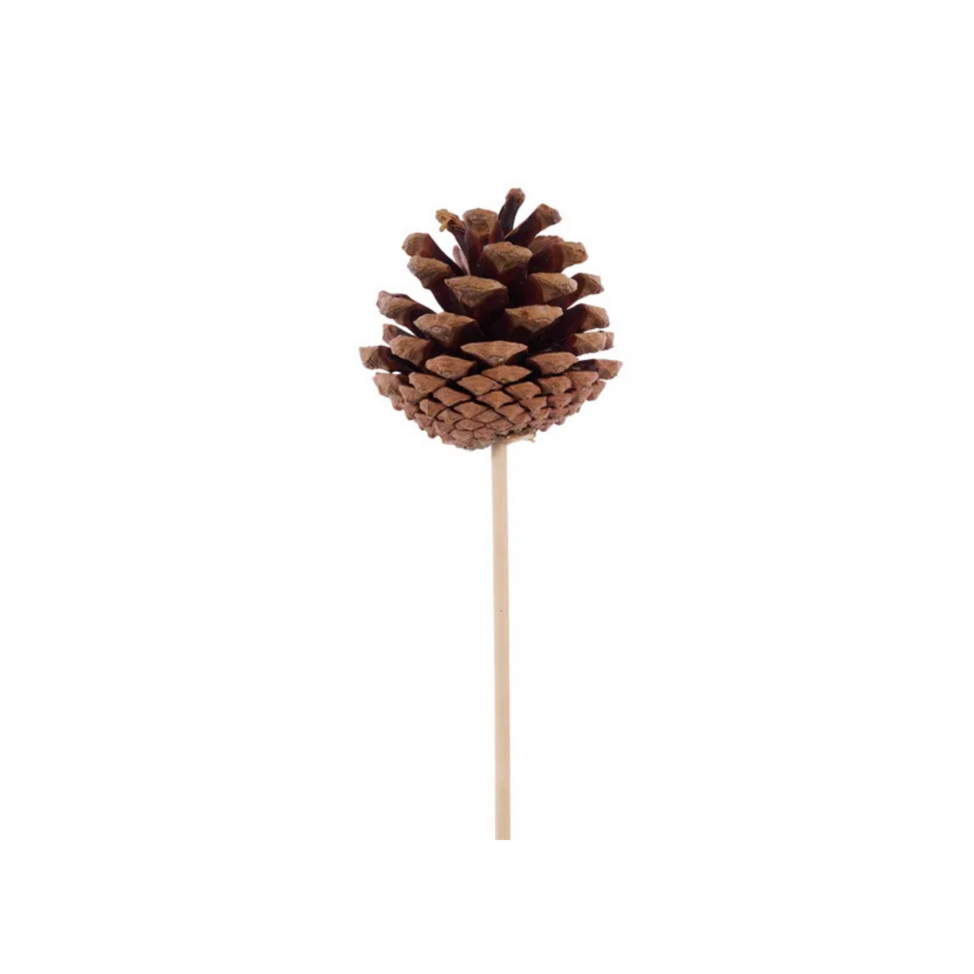 Natural Pinecone Pick 1.75"-2.75" with 7" Wooden Stem-XD133918 Craig Bachman