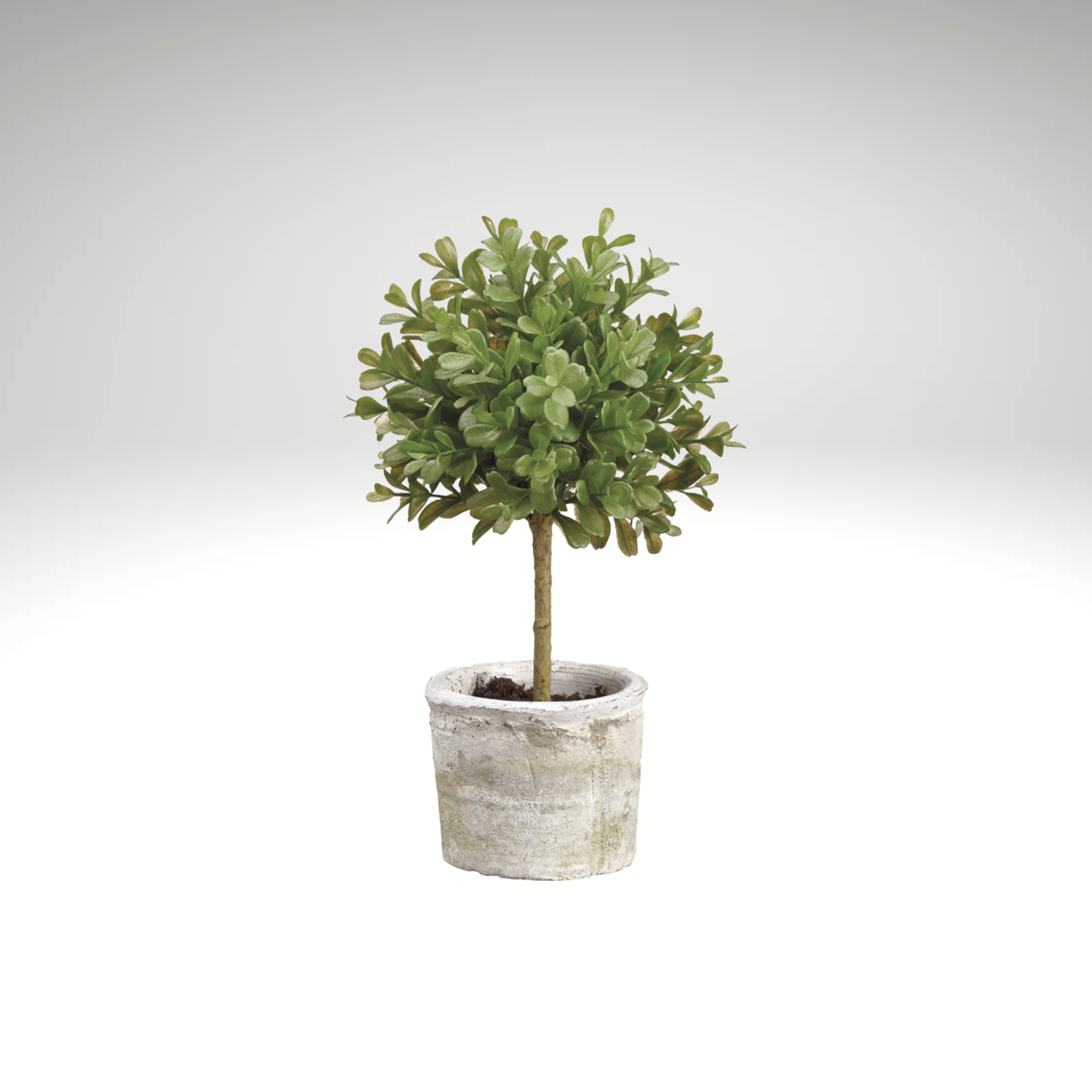 Boxwood Topiary in Clay Pot-LPB008-GR