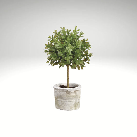 Boxwood Topiary in Clay Pot-LPB008-GR