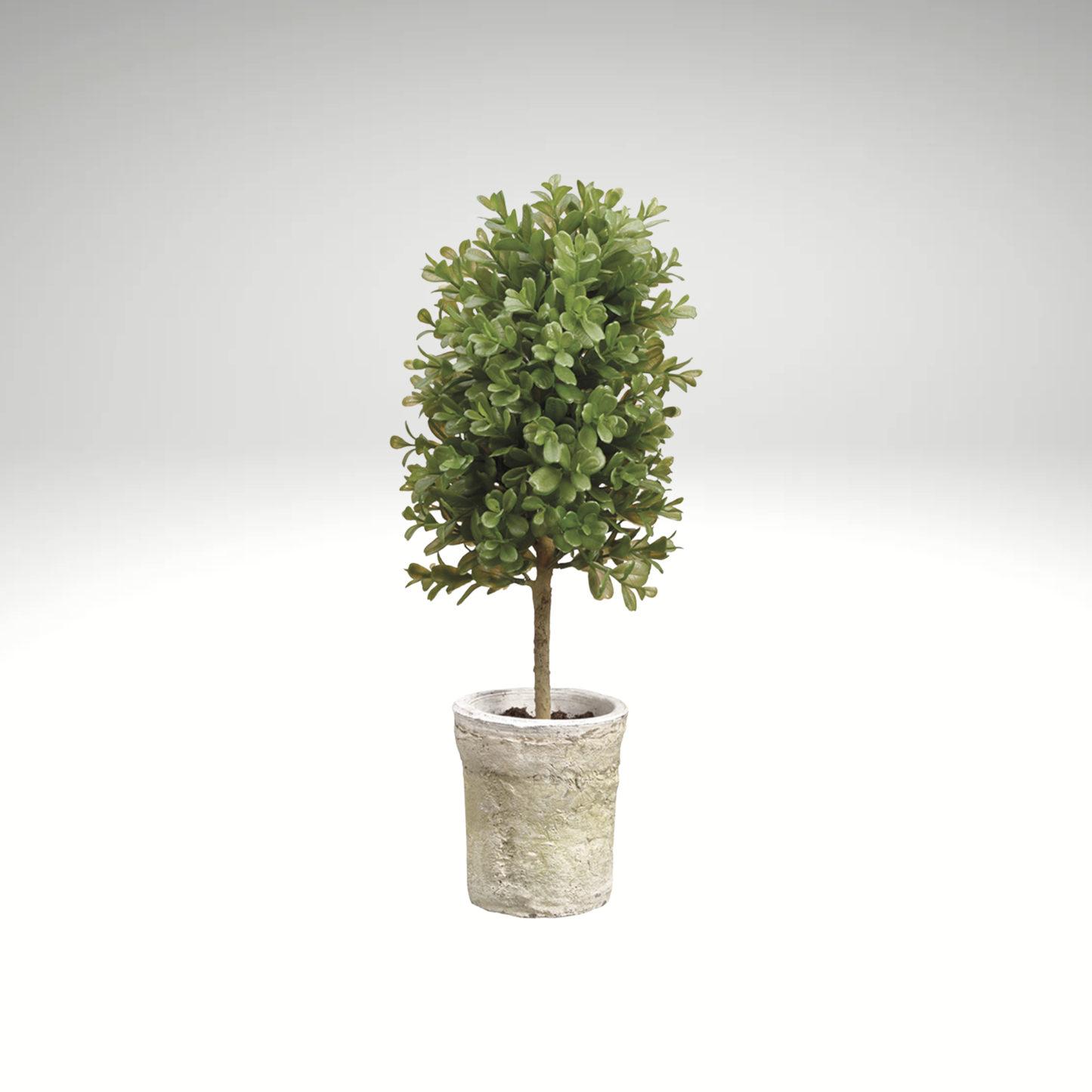 Boxwood Topiary in Clay Pot-LPB009-GR