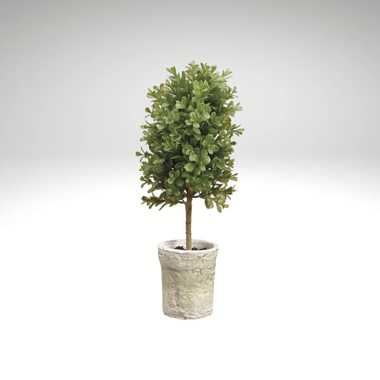 Boxwood Topiary in Clay Pot-LPB009-GR
