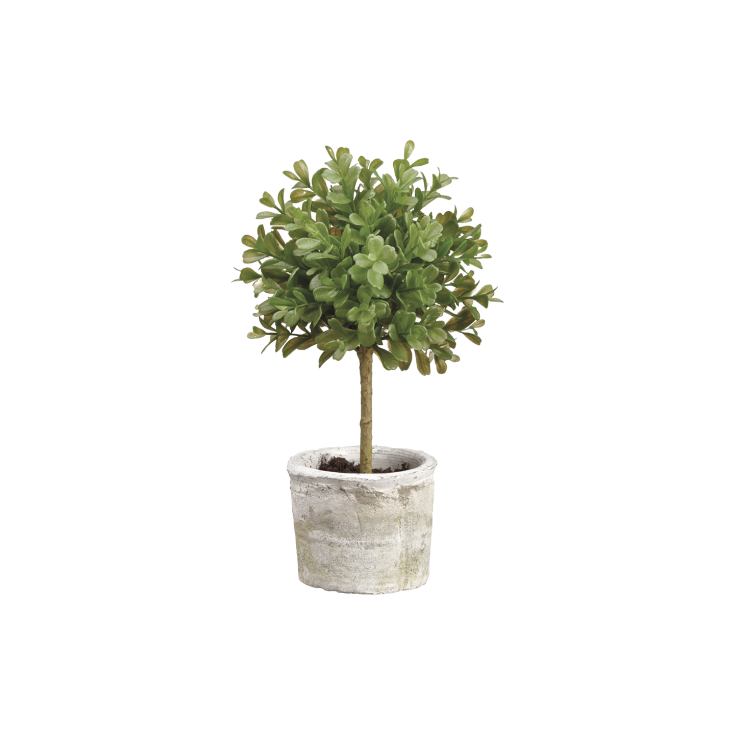 Boxwood Topiary in Clay Pot-LPB008-GR