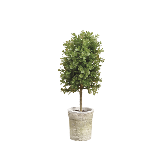Boxwood Topiary in Clay Pot-LPB009-GR