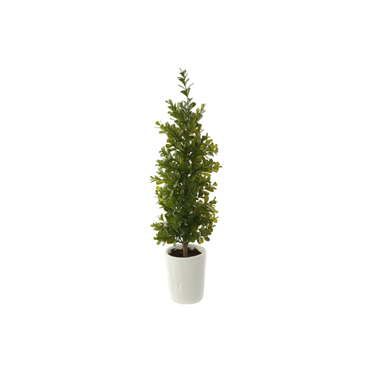 Boxwood Cone Topiary in Clay Pot-LPB811-GR