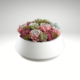 Succulent Garden in Ceramic Pot-LQS415-GR/PK