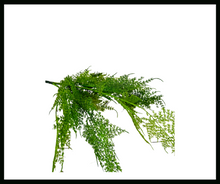 Load image into Gallery viewer, Lush 21&quot; Artificial Asparagus Fern Bush for Lifelike Greenery-148223