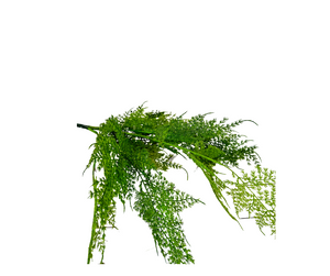 Lush 21" Artificial Asparagus Fern Bush for Lifelike Greenery-148223