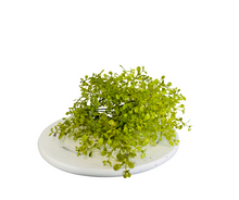 Load image into Gallery viewer, Lush Greenery: 12-Inch Artificial Maidenhair Bush - Add Natural Beauty to Your Space-288135