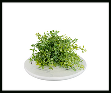 Load image into Gallery viewer, Elegant Greenery: 12-Inch Dusty Green Artificial Maidenhair Bush-288136